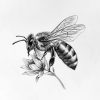 IMG_20240928_211655_355 Bee's
