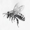 IMG_20240928_211655_014 Bee's