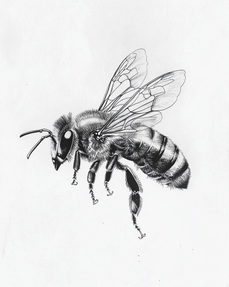 IMG_20240928_211655_014 Bee's