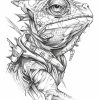 IMG_20241004_190825_037 Iguanas