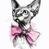 Cat's
